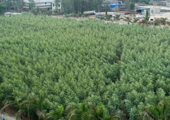 Green-Cover-video-thumbnail